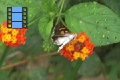 Scene 44_White Bodied Orange Spotted Brown Riodinidae on a Flower